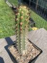 Trichocereus chilensis